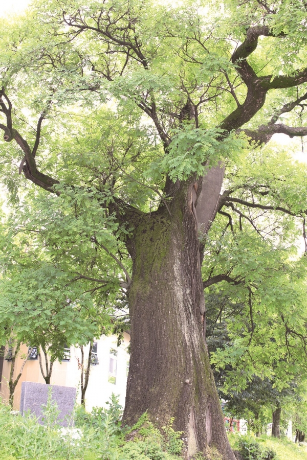 자인계정숲 회화나무.jpg